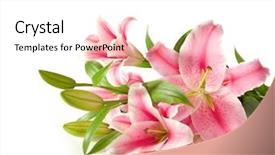  Presentation with pink white - Cool new presentation design with close up shot - pink lilies ' bunch backdrop and a white colored foreground
