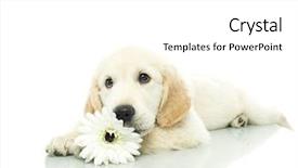 Presentation with puppy - Slide set featuring shot looking at camera retriever background and a white colored foreground