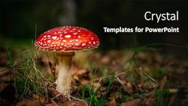  Presentation with mushroom - Audience pleasing PPT theme consisting of shot-of-a-beautiful-amanita backdrop and a black colored foreground