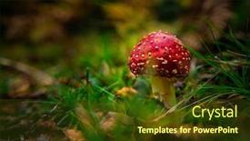  Presentation with mushroom - Cool new slide deck with shot-of-a-beautiful-amanita backdrop and a tawny brown colored foreground