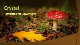  Presentation with mushroom - Audience pleasing slides consisting of shot-of-a-beautiful-amanita backdrop and a tawny brown colored foreground