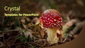  Presentation with mushroom - Slide deck with shot-of-a-beautiful-amanita background and a wine colored foreground