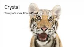 Presentation with royal bengal tiger - Beautiful slides featuring shot of a bengal tiger backdrop and a  colored foreground