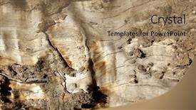  Presentation with close up shot - Cool new presentation design with shot of a bole xylem backdrop and a  colored foreground