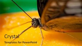  Presentation with fruit and herbs - Colorful slides enhanced with shot of a butterfly feeding backdrop and a gold colored foreground
