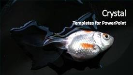  Presentation with close up shot - Presentation having shot of a dead fish background and a  colored foreground