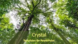  Presentation with bali indonesia touristic destination - Slide deck having shot of a giant tree background and a tawny brown colored foreground