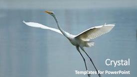  Presentation with great depression - Beautiful slides featuring shot of a great egret backdrop and a  colored foreground