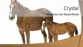  Presentation with foal - PPT layouts consisting of shot of a mare with her foal in front of a white background background and a white colored foreground