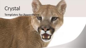  Presentation with lion - Theme featuring cougar - head shot of a mountain background and a coral colored foreground