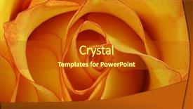  Presentation with orange - Colorful slide deck enhanced with shot of a orange rose backdrop and a crimson colored foreground