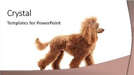  Presentation with poodle - PPT theme consisting of  background and a  colored foreground
