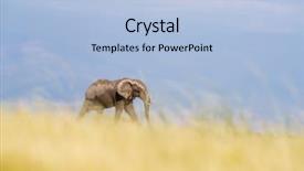  Presentation with elephant - Colorful PPT theme enhanced with shot of a single elephant backdrop and a light blue colored foreground