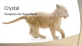  Presentation with tv show studio camera - Audience pleasing PPT layouts consisting of shot of a white lion backdrop and a white colored foreground