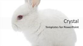  Presentation with rabbit - Presentation theme consisting of shot of a white rabbit background and a light gray colored foreground