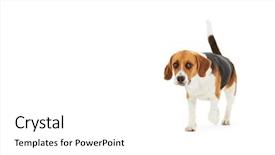  Presentation with beagle dog - Colorful slide set enhanced with shot of beagle dog walk backdrop and a white colored foreground