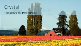  Presentation with tulips - 