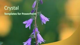  Presentation with blue eyes technology close up - Beautiful presentation featuring shot of blue bell folwer backdrop and a ocean colored foreground