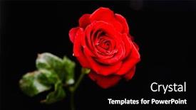  Presentation with bright - Slide deck consisting of shot-of-bright-red-rose background and a black colored foreground