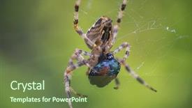  Presentation with spider - Cool new slides with spidervenom - macro shot of cross orbweaver backdrop and a tawny brown colored foreground