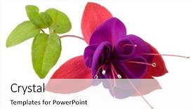  Presentation with dark flower - Slides with shot of deep purple fuchsia background and a pink colored foreground