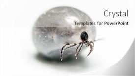  Presentation with shot - Cool new presentation design with shot-of-engorged-tick backdrop and a white colored foreground