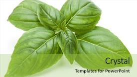  Presentation with sweet basil - Slide deck consisting of shot of fresh green basil background and a yellow colored foreground