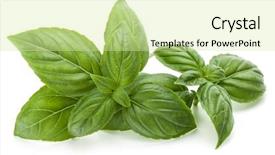  Presentation with sweet basil - Audience pleasing presentation theme consisting of shot of fresh green basil backdrop and a soft green colored foreground