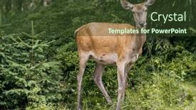  Presentation with body - Slides having shot-of-full-body-roe and a  colored foreground