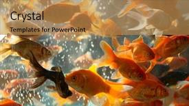  Presentation with goldfish - Presentation featuring shot of goldfish in aquarium background and a gold colored foreground