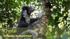  Presentation with lemur - Amazing presentation theme having shot-of-indri-lemur-sitting backdrop and a tawny brown colored foreground
