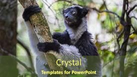  Presentation with lemur - Theme with shot-of-indri-lemur-sitting background and a tawny brown colored foreground