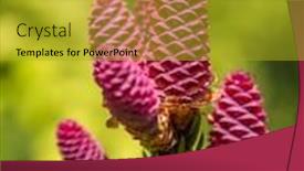  Presentation with spruce - Amazing presentation theme having shot-of-norway-spruce backdrop and a gold colored foreground