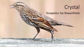  Presentation with pine - Presentation theme with shot of pine siskin bird background and a lemonade colored foreground