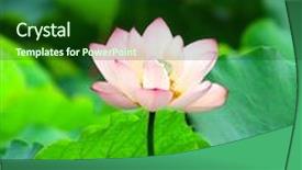  Presentation with gallery - PPT layouts featuring shot of pink lotus look at my gallery for more lotus background and a forest green colored foreground