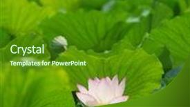  Presentation with gallery - Audience pleasing presentation theme consisting of shot of pink lotus look at my gallery for more lotus backdrop and a forest green colored foreground