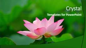  Presentation with pink lotus flower - Cool new PPT theme with shot of pink lotus backdrop and a forest green colored foreground