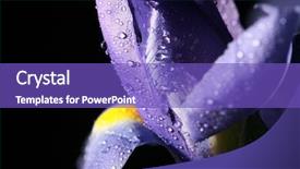  Presentation with purple flowers - Theme enhanced with shot of purple iris flower background and a violet colored foreground