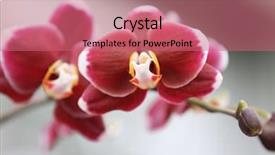  Presentation with beautiful orchid flowers - Amazing PPT layouts having shot of red orchid flowers backdrop and a coral colored foreground
