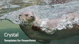  Presentation with shot - Colorful slides enhanced with shot of the european otter backdrop and a ocean colored foreground