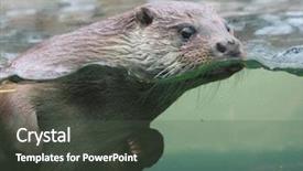  Presentation with shot - Amazing theme having shot of the european otter backdrop and a dark gray colored foreground
