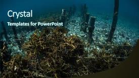  Presentation with weed - Presentation design consisting of shot of the sea weed background and a ocean colored foreground