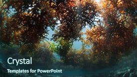  Presentation with weed - Beautiful theme featuring shot of the sea weed backdrop and a  colored foreground