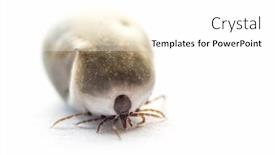  Presentation with shot - Amazing theme having shot-of-tick-on-white backdrop and a white colored foreground