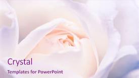  Presentation with white rose - Amazing presentation design having shot of white rose bud backdrop and a sky blue colored foreground