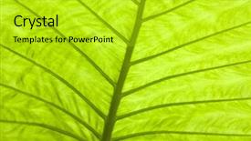  Presentation with green leaf - Colorful slide set enhanced with shot shallow dof and adobe backdrop and a yellow colored foreground