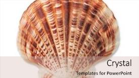  Presentation with sea shell - Theme consisting of shot shells - scallop sea shell isolated background and a coral colored foreground