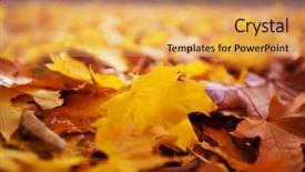  Presentation with multicolored autumn leaves orange yellow red - Presentation design having shot suitable for background image background and a  colored foreground
