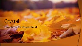  Presentation with multicolored autumn leaves orange yellow red - Theme consisting of shot suitable for background image background and a gold colored foreground