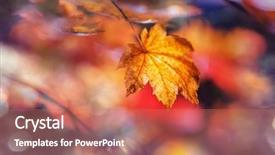  Presentation with multicolored autumn leaves orange yellow red - PPT layouts consisting of shot suitable for background image background and a  colored foreground
